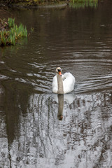 Swan in water