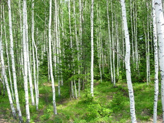 Fototapeta na wymiar siberian summer forest