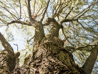 Tree From Low Sight