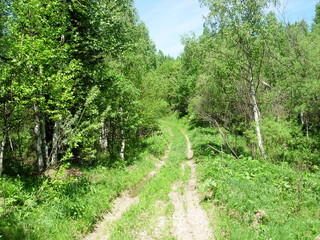 siberian summer forest
