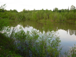 siberian summer forest
