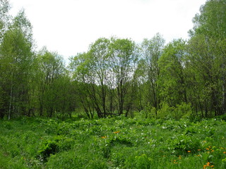 siberian summer forest