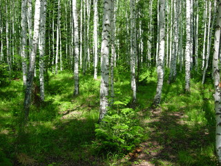 Fototapeta na wymiar siberian summer forest