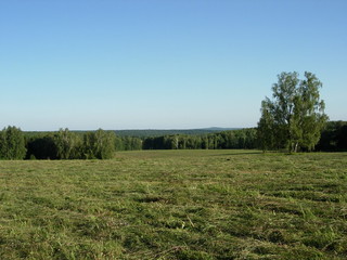 siberian summer forest