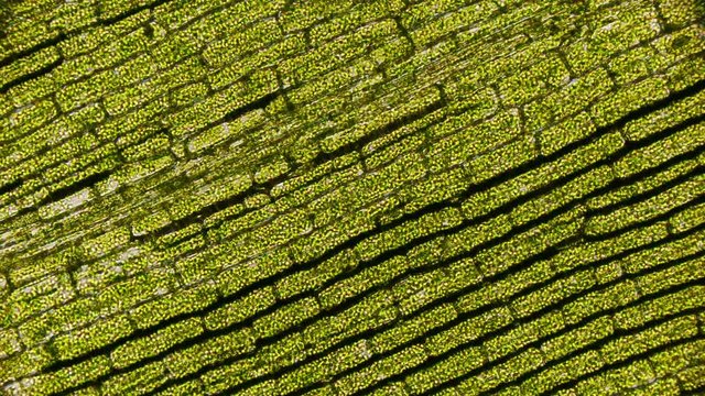movement of chloroplasts with chlorophyll in a leaf of elodea under microscope 