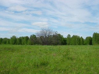 Obraz premium Summer siberian forest