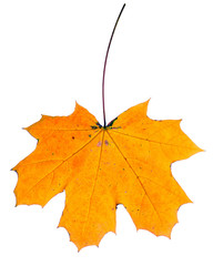 Autumn leaf isolated on white background.