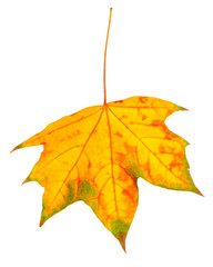 Autumn leaf isolated on white background.