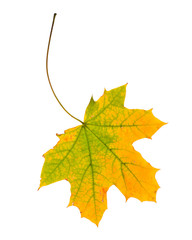 Autumn leaf isolated on white background.