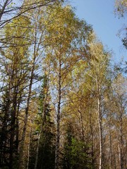 Autumn in siberia