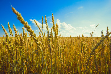 wheat field, blue sky, sunny day