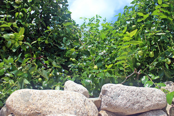 Obraz premium 대추나무