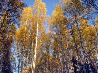 Autumn in siberia