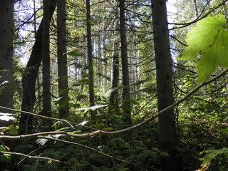 autumn forest in siberia