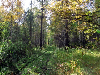 autumn forest in siberia