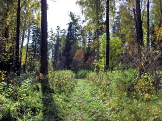 autumn forest in siberia