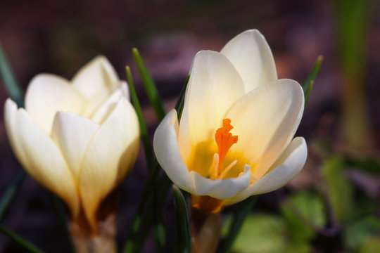 Crocus vernus - two blossoms of spring crocus are standing in the sunshine with a mixed blurry background