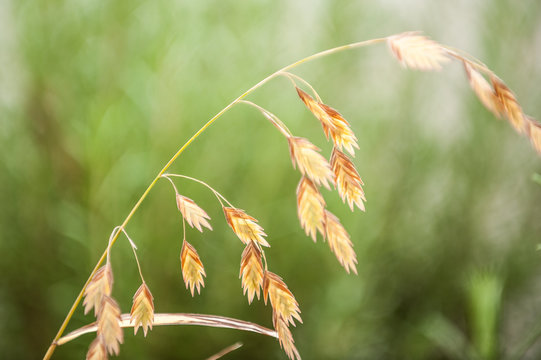 Herbstliches Platt&auml;hrengras chasmanthium latifolium im Gegenlicht