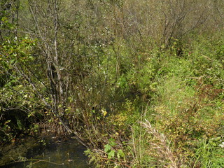 autumn forest in siberia