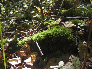 siberian autumn forest