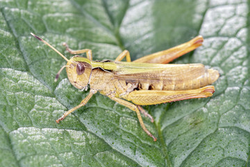 Brauner Grashüpfer - Chorthippus brunneu - Meadow Grasshopper - male,.resting on a leaf
