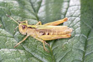 Brauner Grashüpfer - Chorthippus brunneu - Meadow Grasshopper - male,.resting on a leaf