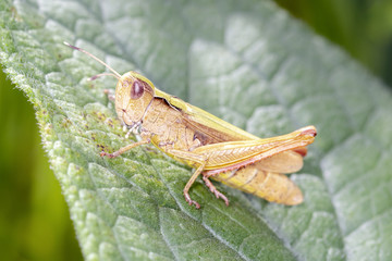 Brauner Grashüpfer - Chorthippus brunneu - Meadow Grasshopper - male,.resting on a leaf