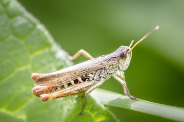 Brauner Grashüpfer - Chorthippus brunneu - Meadow Grasshopper - male,.resting on a leaf