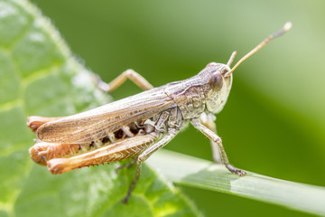 Brauner Grashüpfer - Chorthippus brunneu - Meadow Grasshopper - male,.resting on a leaf