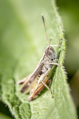Brauner Grashüpfer - Chorthippus brunneu - Meadow Grasshopper - male,.resting on a leaf