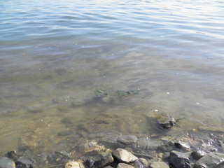 siberian autumn forest