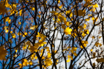 yellow leaf on the tree