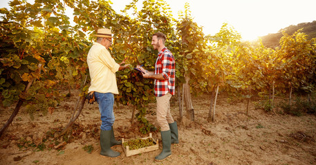 Fototapeta premium father and son controlling vine in vineyard.