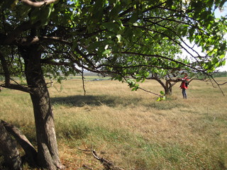 siberian autumn forest
