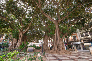 Large Moreton Bay Fig tree (Ficus macrophylla) in the middle of a city park with extensive root system to recreate tropical jungle feeling in an urban setting