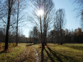 siberian autumn forest