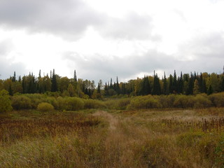 siberian autumn forest
