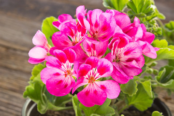 Geranium pelargonium flower close up on wooden background