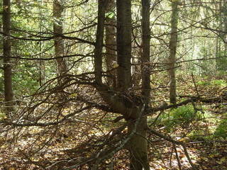 Fototapeta premium siberian autumn forest