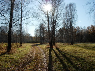 Fototapeta premium siberian autumn forest