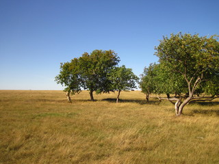 siberian autumn forest