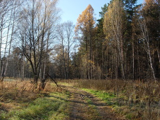 siberian autumn forest
