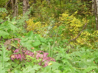 siberian autumn forest