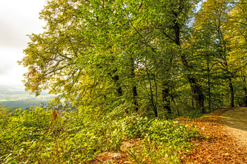 Forest in autumn with way