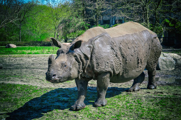 Naklejka premium Piękny obraz afrykańskiego nosorożca.