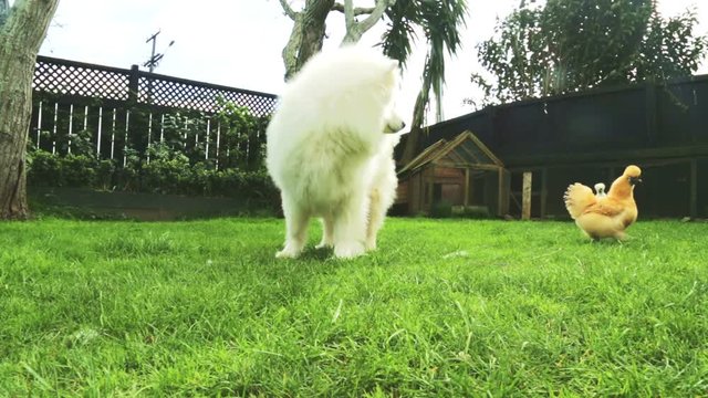 A white fluffy Samoyed dog and two fluffy Silkie chickens competing for bits of food