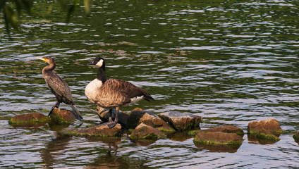 Neckar, Edingen, Tiere auf der Zeil, Graugänse