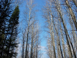 Siberia autumn forest