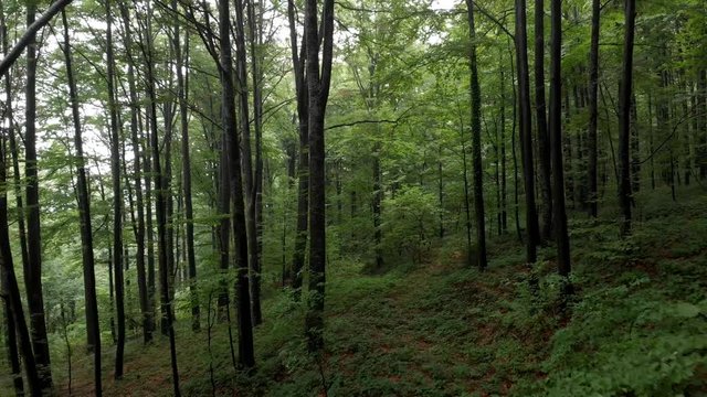 Flight through forest - mountain Goc Serbia