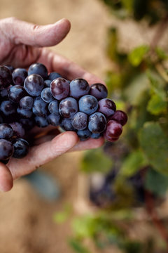 blue grapes in vineyard.